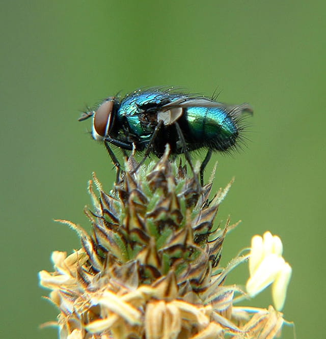 Jeune mouche