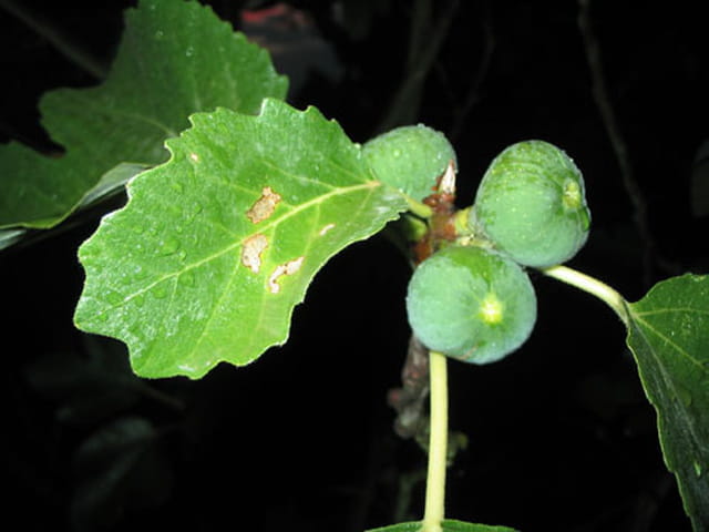 Jeunes figues vertes