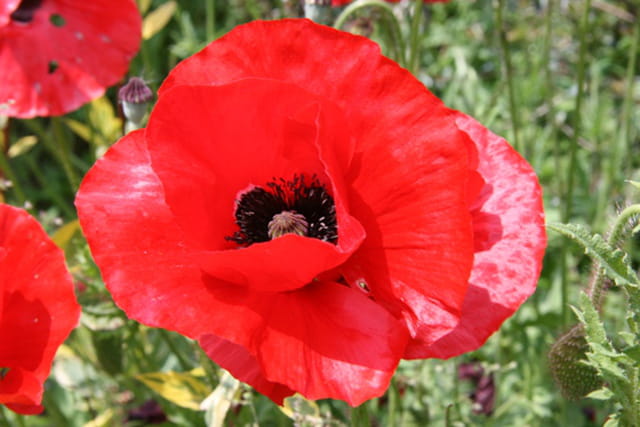 Joli coquelicot !