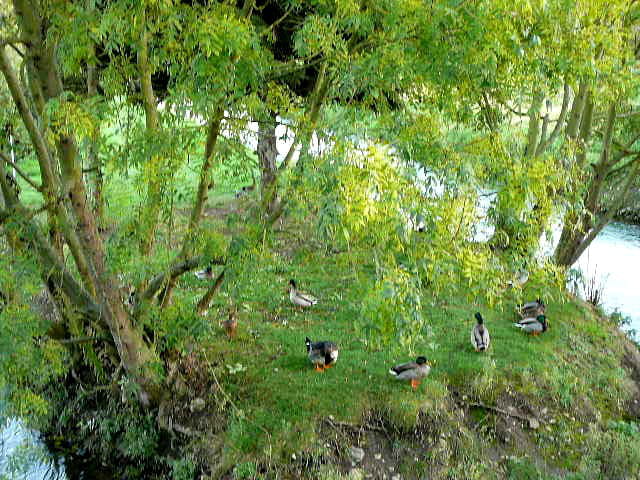 Joli endroit pour les canards
