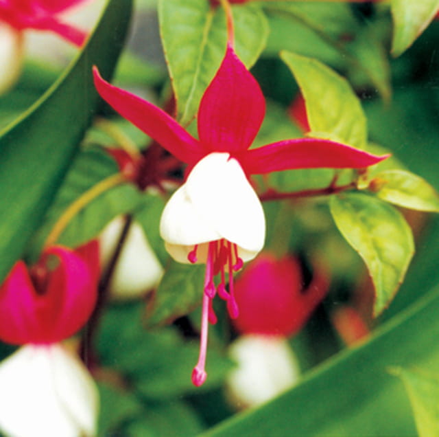 Jolie fleur encore