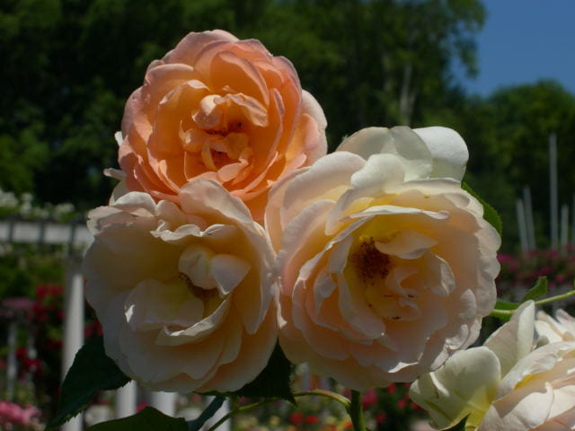 Jolies roses