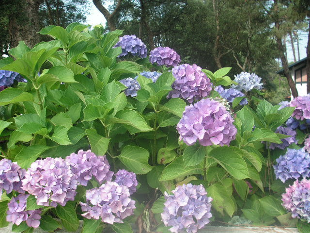 Jolis hortensias