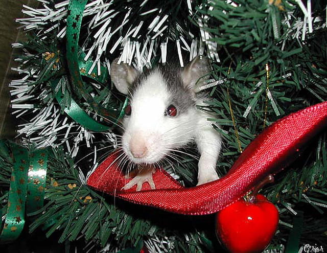 Joyeux noël 2003!!!