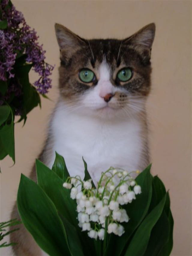 Juju 01 mai 2006