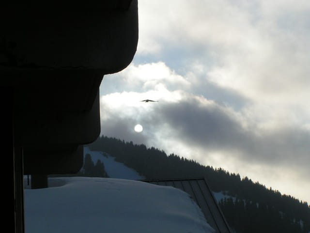 L'aigle dans le soleil levant