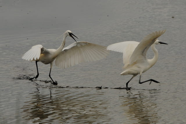 L' aigrette