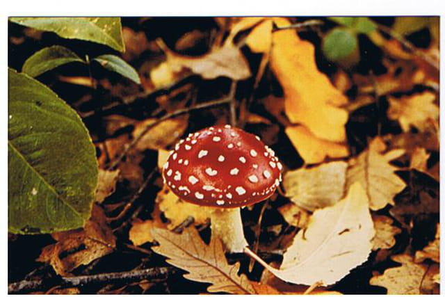 L'amanite tue-mouche