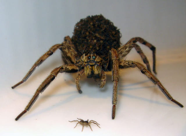L'araignée et ses petits