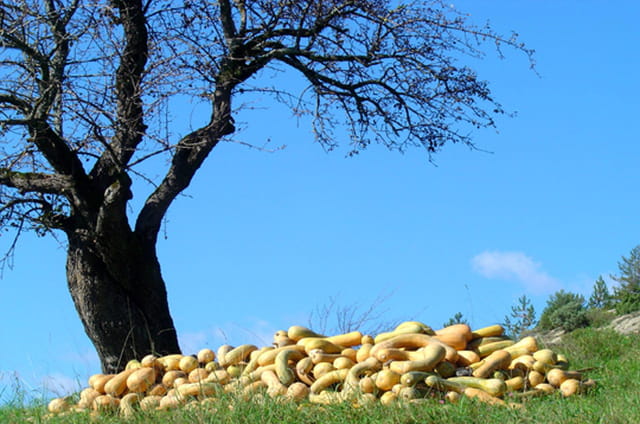 L'arbre à courges