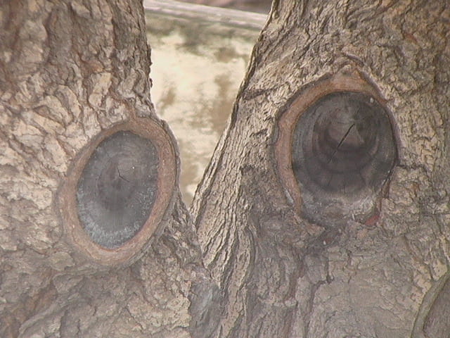 L'arbre à deux yeux