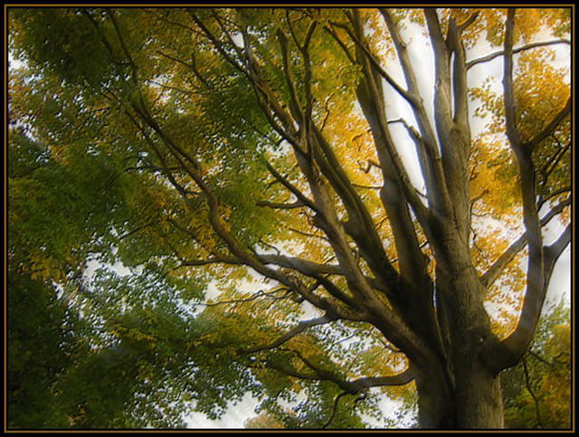 L'arbre aux couleurs d'automne