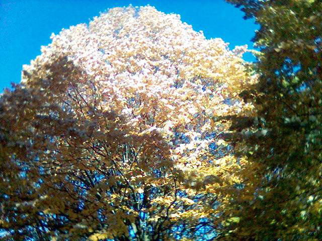 L'arbre d'or