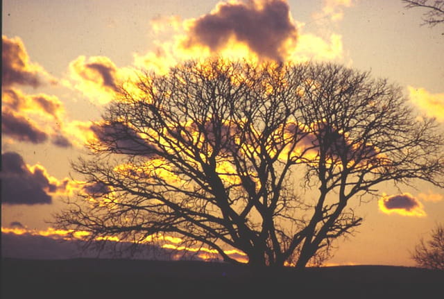 L'arbre flamboyant