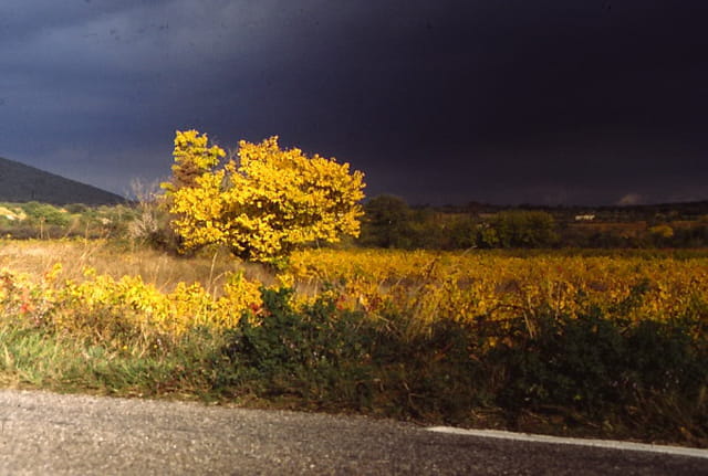 L'arbre jaune
