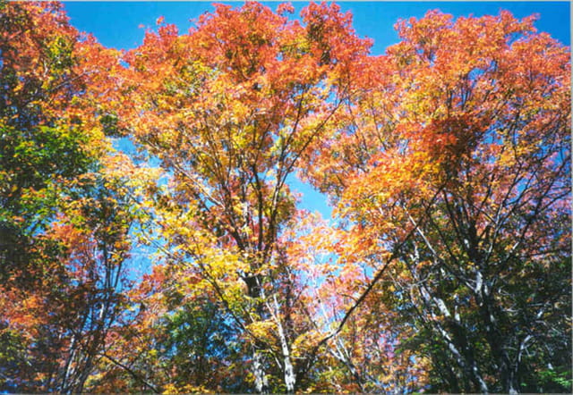 l'automne et ses couleurs