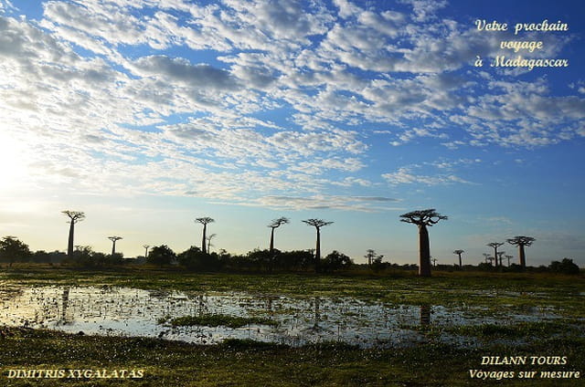 L'Avenue des Baobabs au coucher de soleil