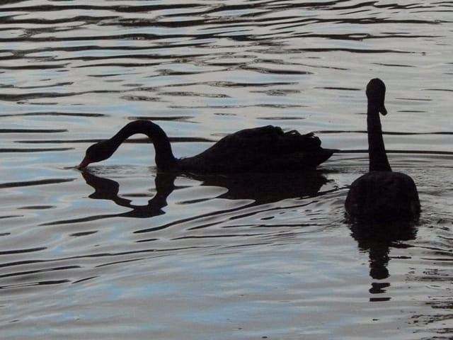L'élégance du cygne