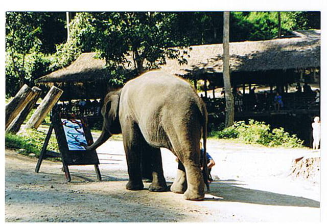 L'éléphant artiste peintre
