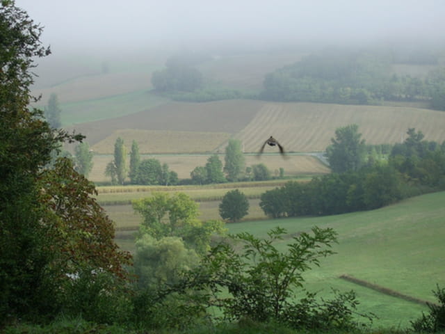 L'envol de la perdrix