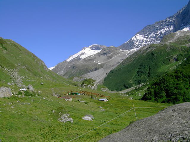 L'heure de la traite