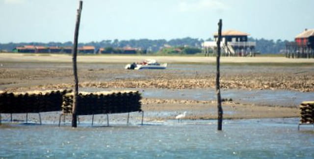 l'île aux oiseaux