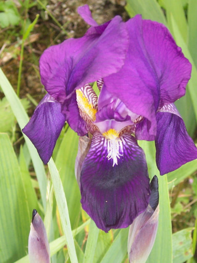 L'iris