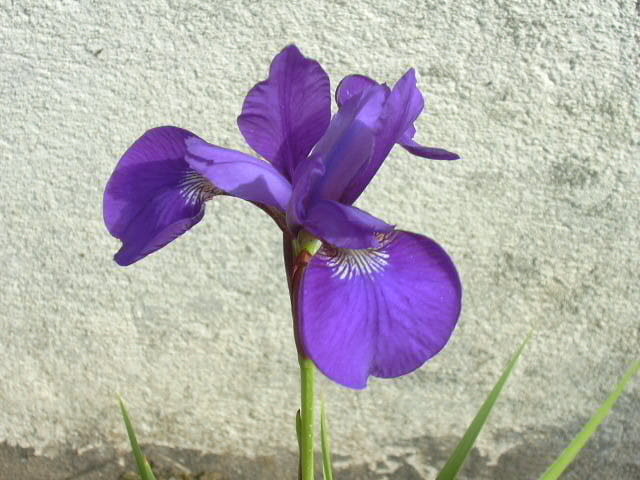 L'iris