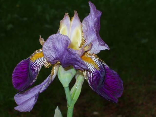 L\'iris mauve