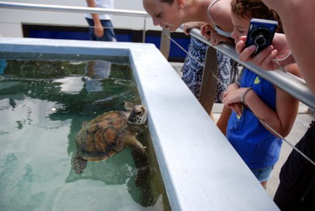 l'Observatoire des tortues marines de Saint Leu