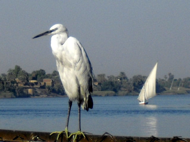 L'oiseau et la felouque