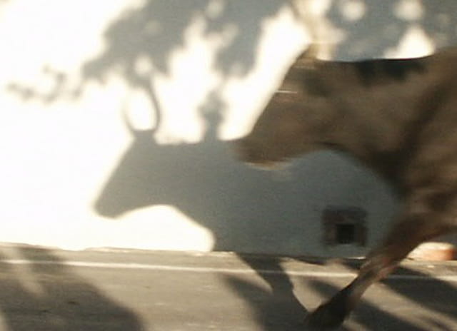 L'ombre du TORO!