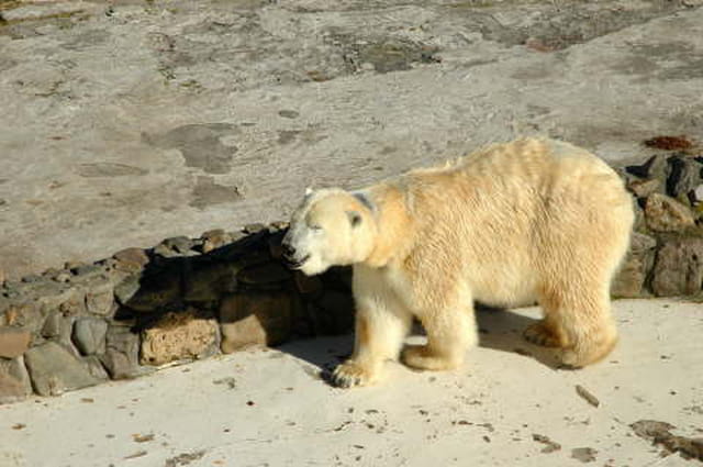 L'ours blanc suit son ombre