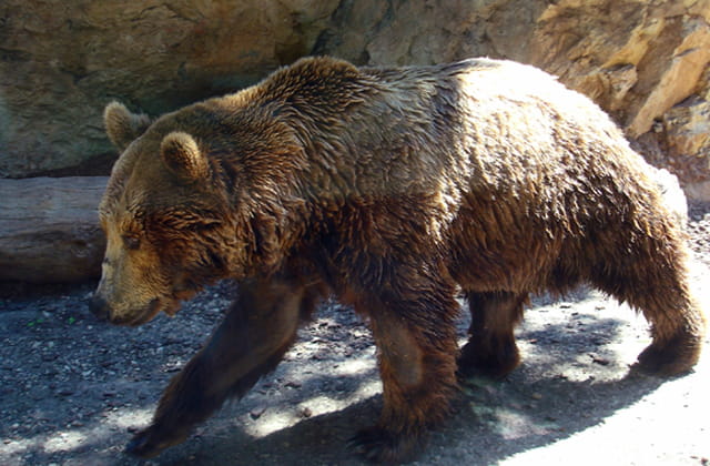 l'ours brun