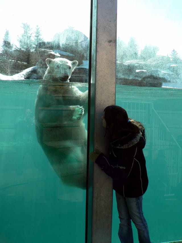 L'ours polaire