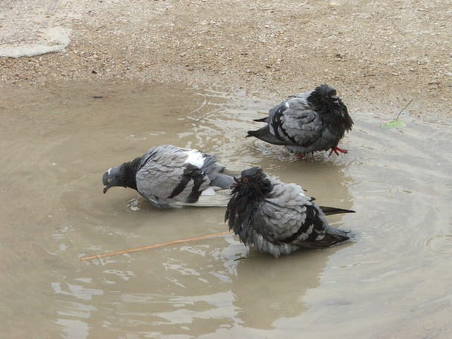 La bain