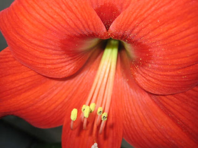 La beauté de l'amaryllis