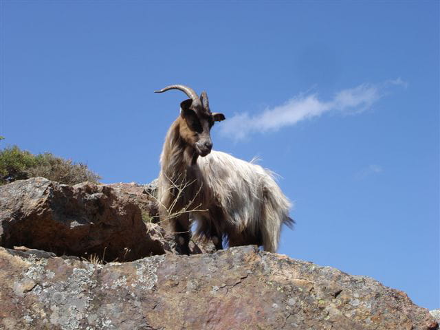 La corse