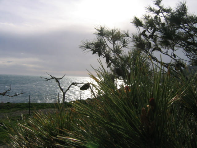 La côte de Cerbére