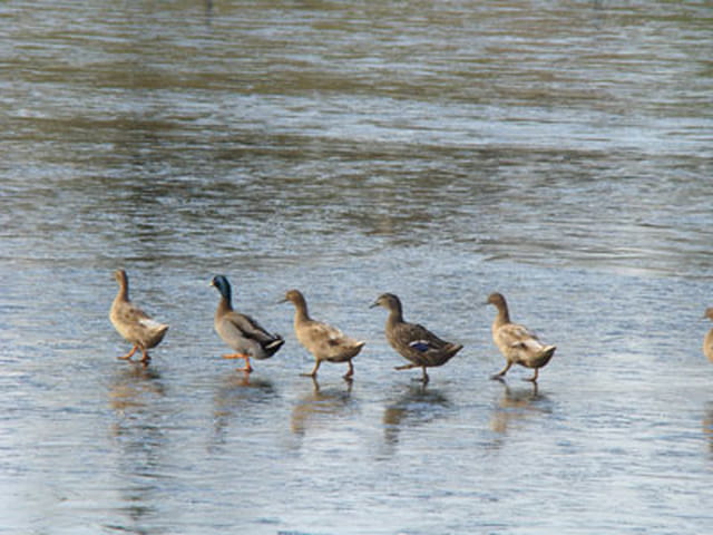 La famille canard