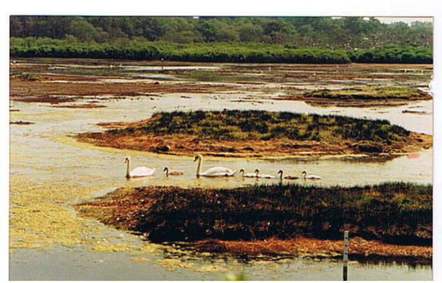 La famille cygne