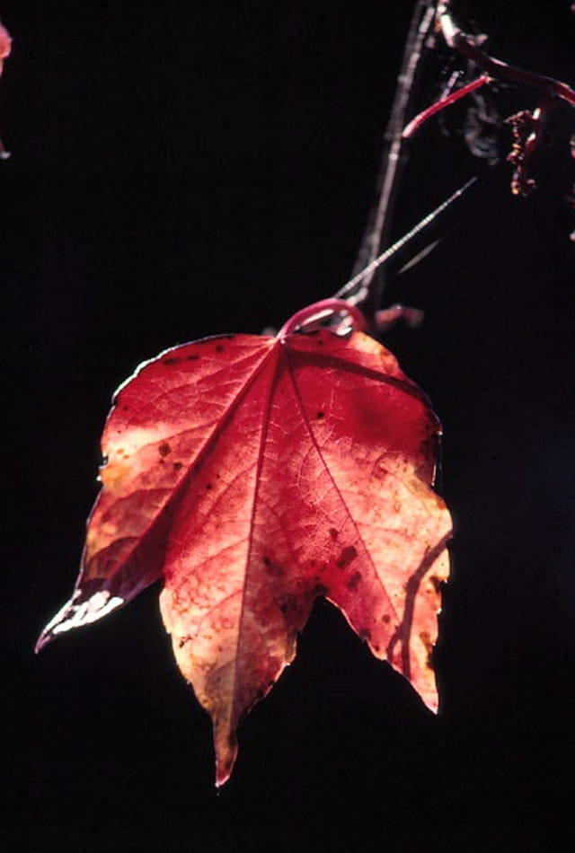 La feuille rouge