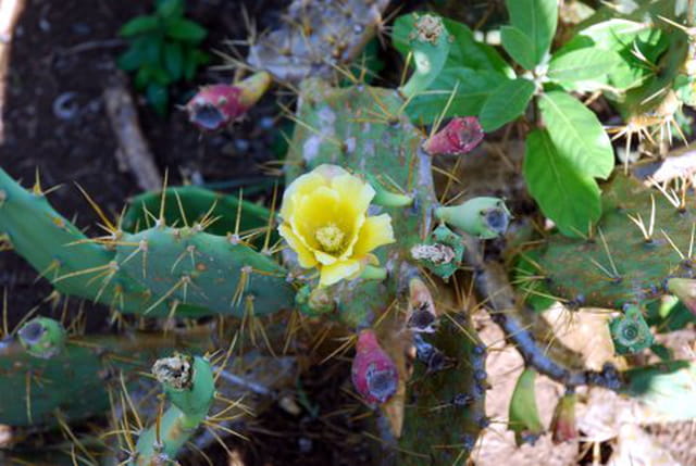 la fleur du figuierde barbarie
