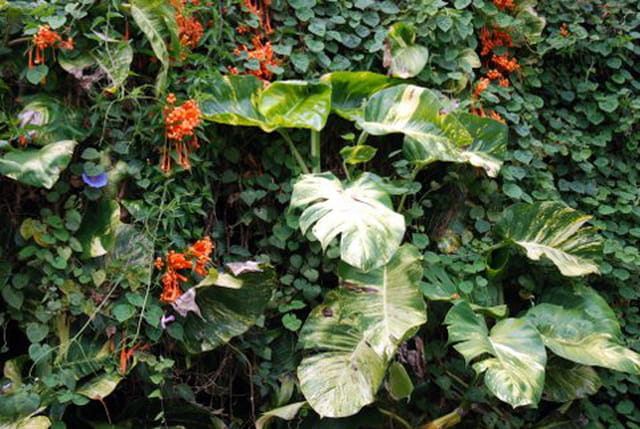 la flore sauvage au bord de la route