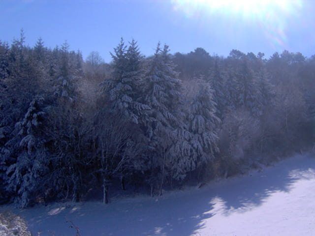 La forêt sous la neige