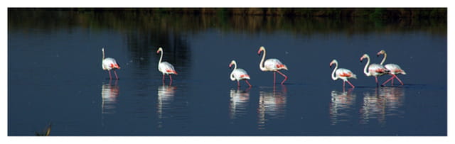 La marche des flamands