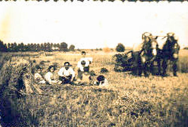 la moisson de Papa