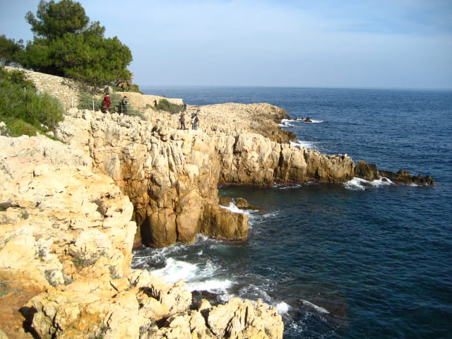 La paloma