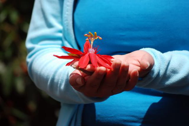 la passiflore rouge