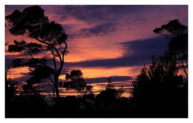 La pinède au coucher